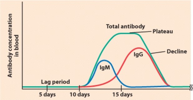 <strong>What is happening during the lag period indicated on this graph? </strong> A)The lymphatic system is recovering from an infection. B)There is no infection yet. C)It takes time to detect the pathogen, stimulate the proper cells, and make antibodies. D)An autoimmune response is being generated.