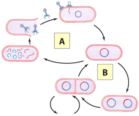 <strong>The letter A in the illustration is best described as: </strong> A)A dormant bacterial infection B)A dormant viral infection C)An active bacterial infection D)An active viral infection