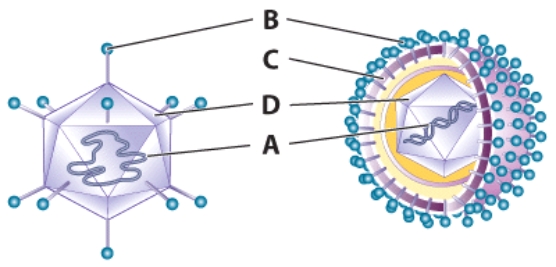 <strong>What makes it difficult to control the pathogens shown in the figure? </strong> A)Heat is ineffective against the pathogen shown. B)Humans have this pathogen inside and outside of the body at all times. C)Vaccines are challenged by the rapid evolution of the pathogens. D)These pathogens are easily controlled.