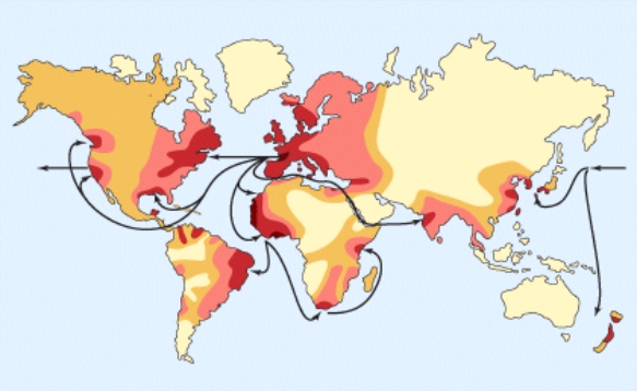 <strong>Looking at the transmission pattern is shown here,identify the virus that has caused one of the most frightening epidemics of the twenty first century. </strong> A)Smallpox B)HIV C)Ebola D)Influenza