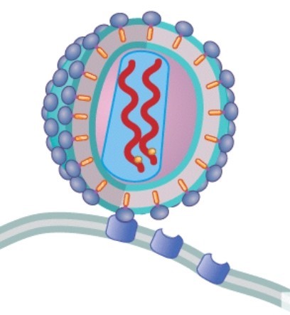 <strong>What is happening in this picture? </strong> A)HIV reverse transcriptase makes a cDNA copy of its genetic information from the viral RNA. B)The virus attaches to the CD4 receptor of the cell. C)The attached viral particle injects both viral RNA and reverse transcriptase into the host cell. D)The host cell begins to manufacture more viral particles.