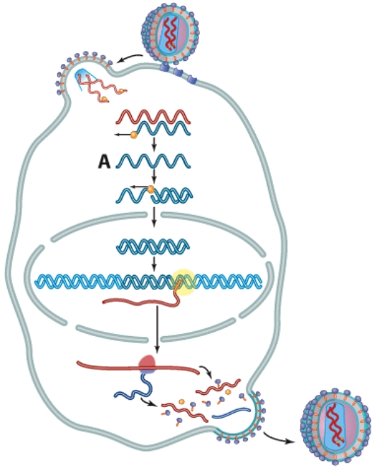 <strong>What is labeled A in this picture? </strong> A)Host DNA B)mRNA C)Viral cDNA D)Reverse transcriptase