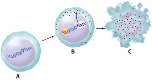 <strong>The cell in this illustration labeled C has undergone: </strong> A)differentiation. B)carcinogenesis. C)apoptosis. D)specialization.