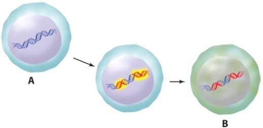 <strong>The characteristic that differentiates the cell in image B from that in image A is: </strong> A)Image B cell has undergone apoptosis. B)Image B cell is specialized. C)Image B cell has proto-oncogenes. D)Image B cell has active oncogenes.