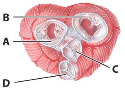 <strong>Which letter identifies the tricuspid valve? </strong> A)A B)B C)C D)D