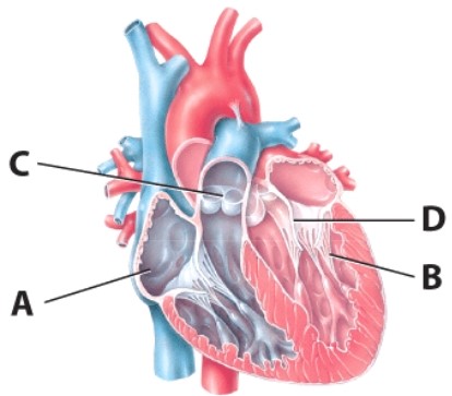 <strong>What is the function of the structure labeled B? </strong> A)It pulls the valves open. B)It prevents closure of the valves. C)It prevents the valves from projecting into the atria. D)It helps push blood from the ventricles into the atria.