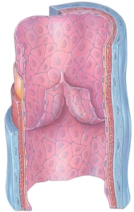 <strong>How do you know this is a picture of a vein? </strong> A)There is a lumen. B)There is muscle present. C)There is a valve. D)It has a thick wall.