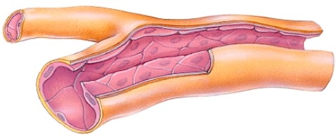 <strong>How do you know this is a capillary? </strong> A)There is a lumen. B)It has the simplest structure; very thin. C)There is endothelium. D)The branching seen here is only found in capillaries.