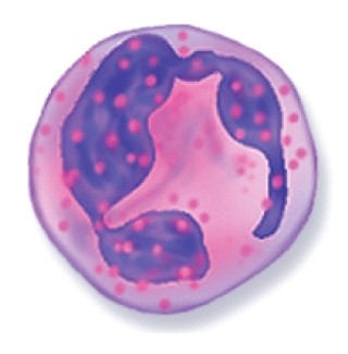 <strong>What type of white blood cell is this? </strong> A)Neutrophil B)Basophil C)Eosinophil D)Monocyte