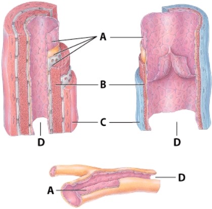 <strong>Which letter identifies the smooth muscle layer? </strong> A)A B)B C)C D)D
