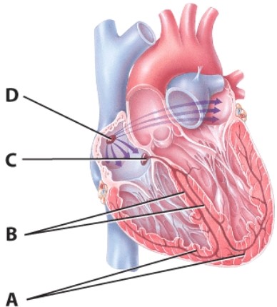 <strong>Where is the contraction impulse delayed? </strong> A)A B)B C)C D)D