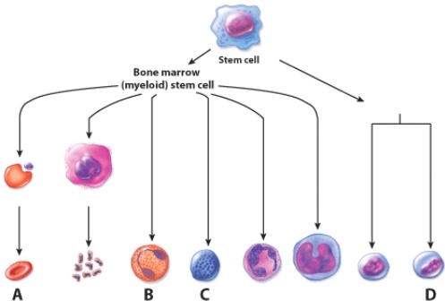 <strong>Which cell is involved in fighting parasitic worms? </strong> A)A B)B C)C D)D