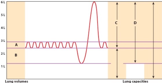 <strong>In the diagram which letter indicates vital capacity? </strong> A)A B)B C)C D)D