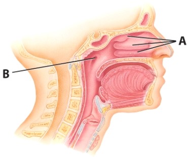 <strong>What are the names of the structures labeled A? </strong> A)External nares B)Internal nares C)Uvula D)Nasal conchae