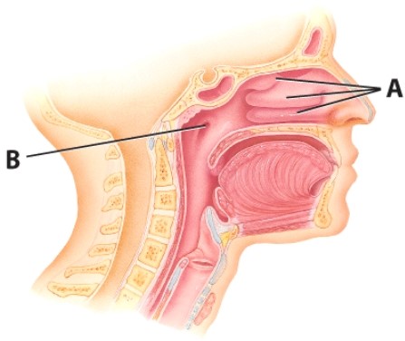 <strong>What is the name of the structure labeled B? </strong> A)Nasal cavity B)Uvula C)Auditory tube D)Trachea