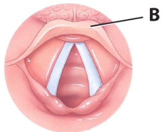 <strong>What is the purpose of the structure labeled B? </strong> A)Prevent food from entering the trachea B)Direct food into trachea C)Produce sound D)Close off the esophagus during breathing