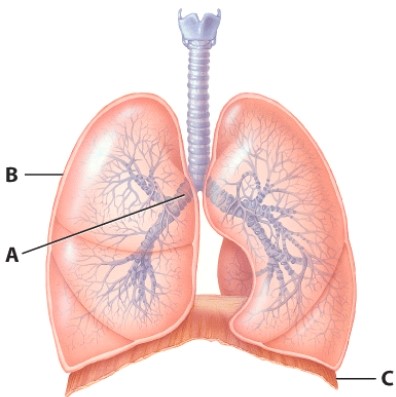 <strong>After air passes through structure A it goes to the: </strong> A)trachea. B)secondary bronchi. C)terminal bronchiole. D)alveoli.