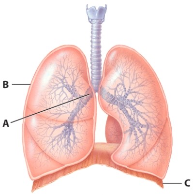 <strong>What would happen if there was a hole in structure B? </strong> A)More air would enter the lung. B)The lung would collapse. C)The lung would expand more than usual. D)Nothing would change because a clot would form and quickly seal it.