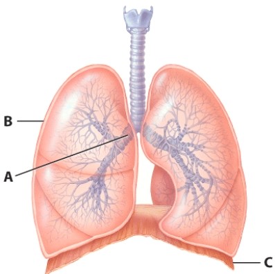 <strong>What is the name of the structure labeled C? </strong> A)Respiratory membrane B)Conducting membrane C)Visceral and parietal pleura D)Diaphragm