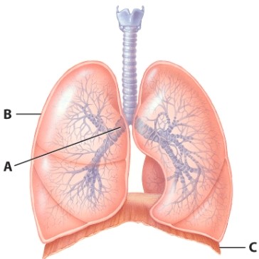<strong>What is the name of muscle C? </strong> A)External intercostals B)Internal intercostals C)Diaphragm D)Scalenes