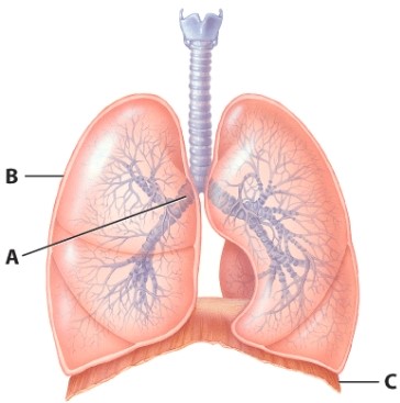 <strong>When does the muscle labeled C contract? </strong> A)During forced exhalation B)During inhalation C)During passive exhalation D)During inhalation and exhalation