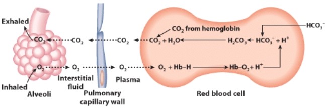 <strong>Which respiratory process is pictured in this diagram? </strong> A)Ventilation B)External respiration C)Internal respiration D)Gas transport