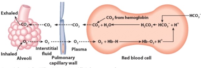 <strong>How is oxygen able to move in the direction indicated in this diagram? </strong> A)Partial pressure of oxygen is lower in the blood B)Partial pressure of oxygen is higher in the blood C)The cells of the lungs are actively transporting oxygen D)The cells of the blood are actively transporting oxygen