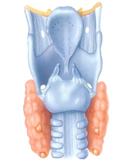<strong>Identify the structure shown here. </strong> A)Pharynx B)Trachea C)Larynx D)Laryngopharynx