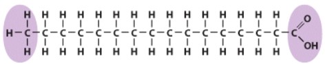 <strong>Identify the type of fat in the illustration. </strong> A)Trans fat B)Lipoprotein C)Saturated fat D)Unsaturated fat