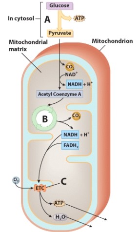 <strong>Which process is indicated by label A? </strong> A)Hydrolysis B)Glycolysis C)Kreb's cycle D)Electron transport chain