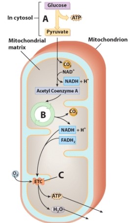 <strong>Which process doesn't depend on the presence of oxygen? </strong> A)A B)B C)C D)None of these choices.