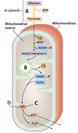 <strong>The process labeled A in the diagram is an example of: </strong> A)anabolism. B)catabolism. C)acidosis. D)ketosis.