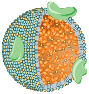 <strong>What is the purpose of the structure shown here? </strong> A)Transportation of amino acids B)Transpiration of carbohydrates C)Transportation of lipids D)Transportation of glucose