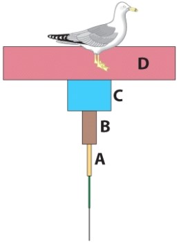 <strong>In the illustration,which letter represents the highest concentration of DDT? </strong> A)A B)B C)C D)D