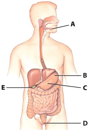 <strong>What is the name of the structure labeled A?  </strong> A)Salivary gland B)Mouth C)Pharynx D)Tongue <div style=padding-top: 35px> 