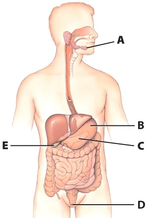 <strong>What is the function of structure B?  </strong> A)Begin digestion of carbohydrates B)Begin digestion of proteins C)Absorption of lipids D)Absorption of proteins <div style=padding-top: 35px> 