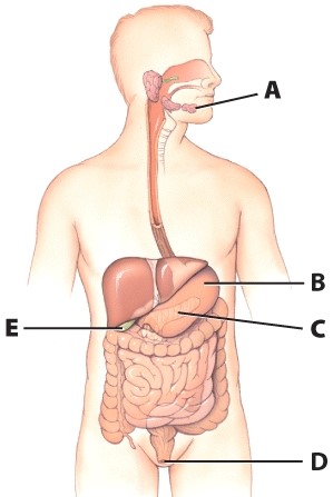 <strong>What is the function of structure C?  </strong> A)Absorption of lipids B)Production of saliva C)Production of enzymes necessary for digestion D)Digestion and absorption of water <div style=padding-top: 35px> 