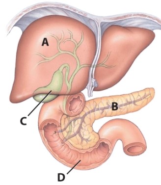 <strong>What is the function of structure C?  </strong> A)Production of enzymes necessary for digestion B)Absorption of water C)Storage of bile D)Absorption of vitamins <div style=padding-top: 35px> 