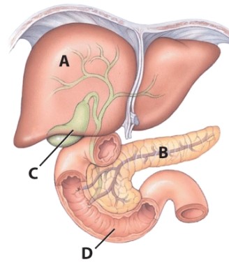 <strong>In the illustration,which organ secretes digestive enzymes and produces hormones?  </strong> A)A B)B C)C D)D <div style=padding-top: 35px> 