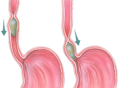 <strong>What is the name of the process pictured here?  </strong> A)Digestion B)Absorption C)Peristalsis D)Maceration <div style=padding-top: 35px> 