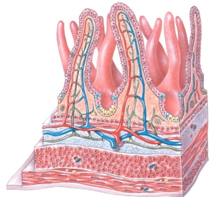 <strong>With what digestive organ are these structures associated?  </strong> A)Tongue B)Liver C)Small intestine D)Pancreas <div style=padding-top: 35px> 