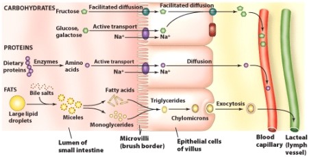 <strong>Which nutrient requires the least energy expenditure to arrive in the blood stream?  </strong> A)Fructose B)Glucose C)Amino acids D)Fatty acids and monoglycerides <div style=padding-top: 35px> 