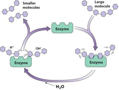 <strong>What kind of enzyme is shown in this picture?  </strong> A)Hepatocyte B)Synthatase C)Hydrolase D)Synthase <div style=padding-top: 35px> 