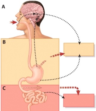 During phase B the release of which hormone increases?