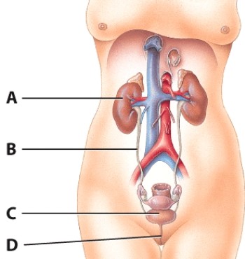 <strong>In the diagram the urethra is represented by the letter:  </strong> A)A. B)B. C)C. D)D. <div style=padding-top: 35px> 