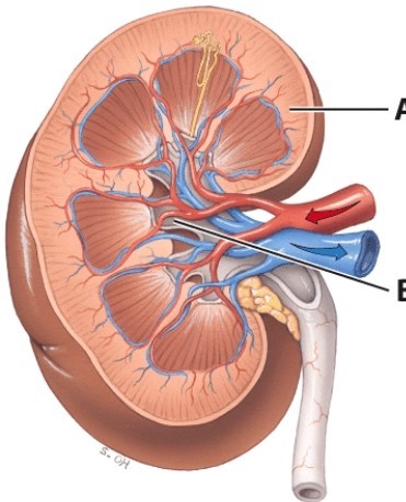 <strong>Which structure is labeled A?  </strong> A)Renal pelvis B)Renal capsule C)Renal cortex D)Renal medulla <div style=padding-top: 35px> 