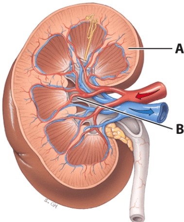 <strong>Which structure is labeled B?  </strong> A)Renal capsule B)Renal pyramid C)Renal papilla D)Renal pelvis <div style=padding-top: 35px> 