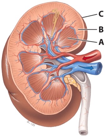 <strong>Which region is involved in producing the urine?  </strong> A)Ab)B C)C D)All of these choices E)A and B <div style=padding-top: 35px> 