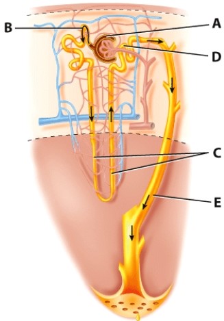 <strong>Which structure is labeled A?  </strong> A)Collecting duct B)Glomerular capsule C)PCT D)DCT <div style=padding-top: 35px> 