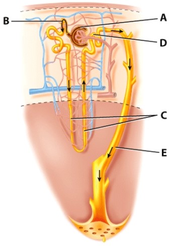 <strong>Which structure is labeled D?  </strong> A)Glomerulus B)PCT C)DCT D)loop of Henle <div style=padding-top: 35px> 